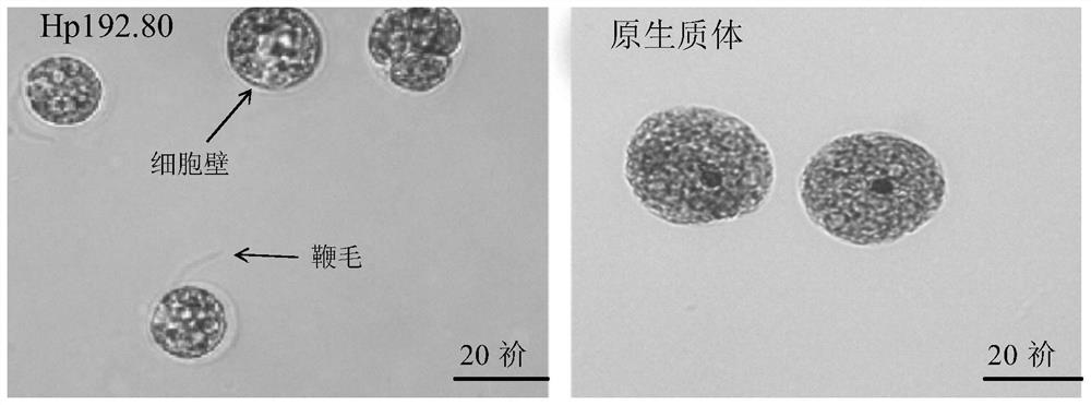 Genetic transformation method of haematococcus pluvialis