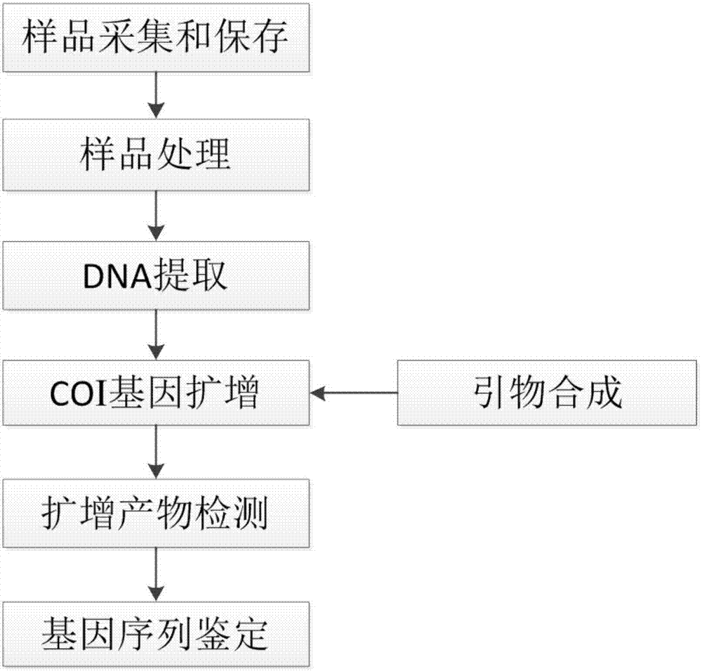 Standard black sea bream DNA bar code detecting sequence and application thereof