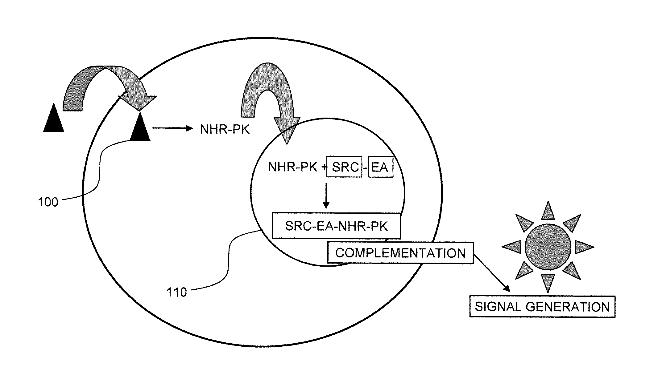 Assays for nuclear hormone receptor binding