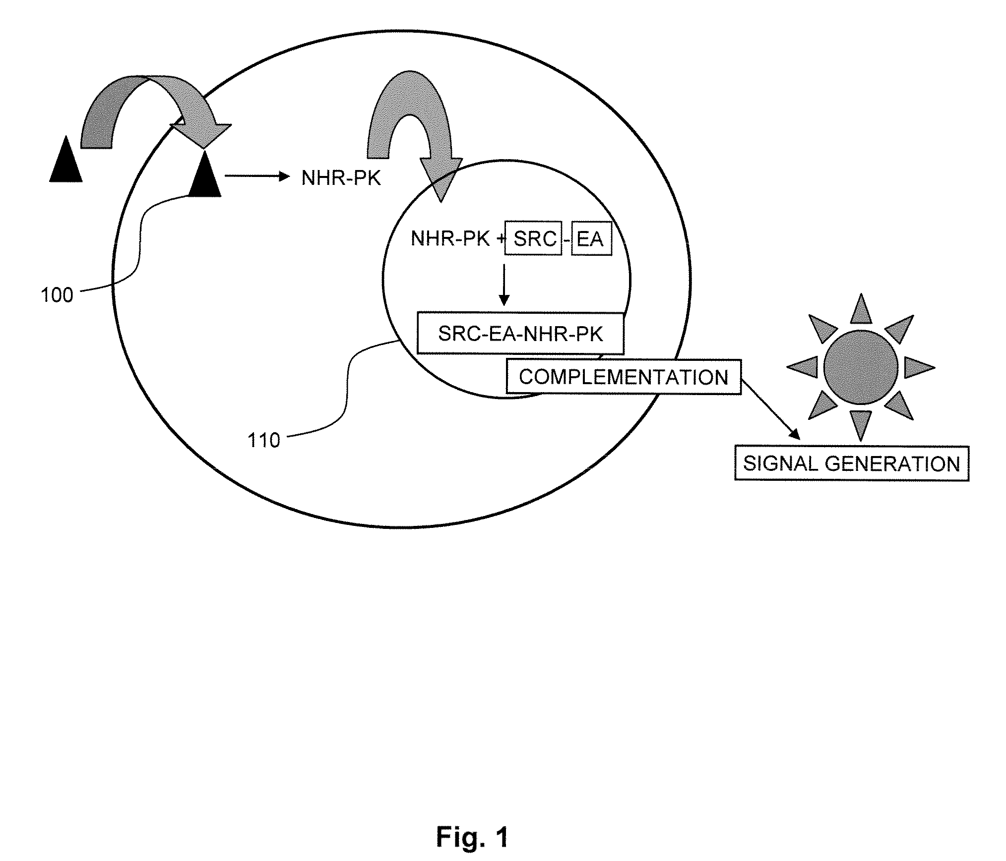 Assays for nuclear hormone receptor binding