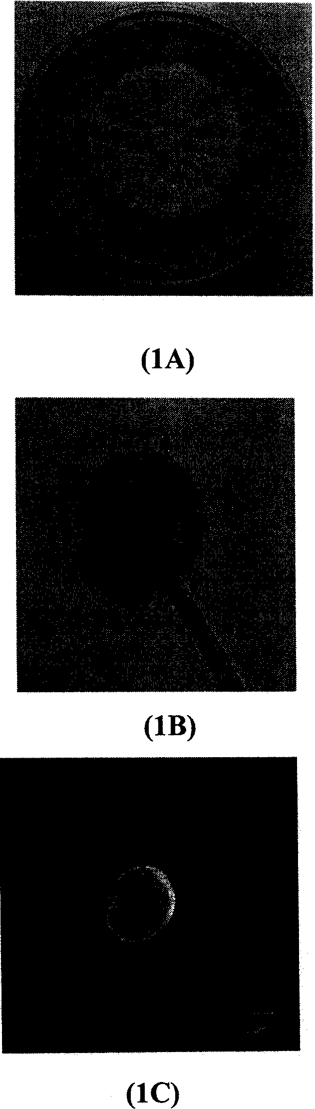 Aspergillus candidus for producing taxol and method for preparing taxol from same