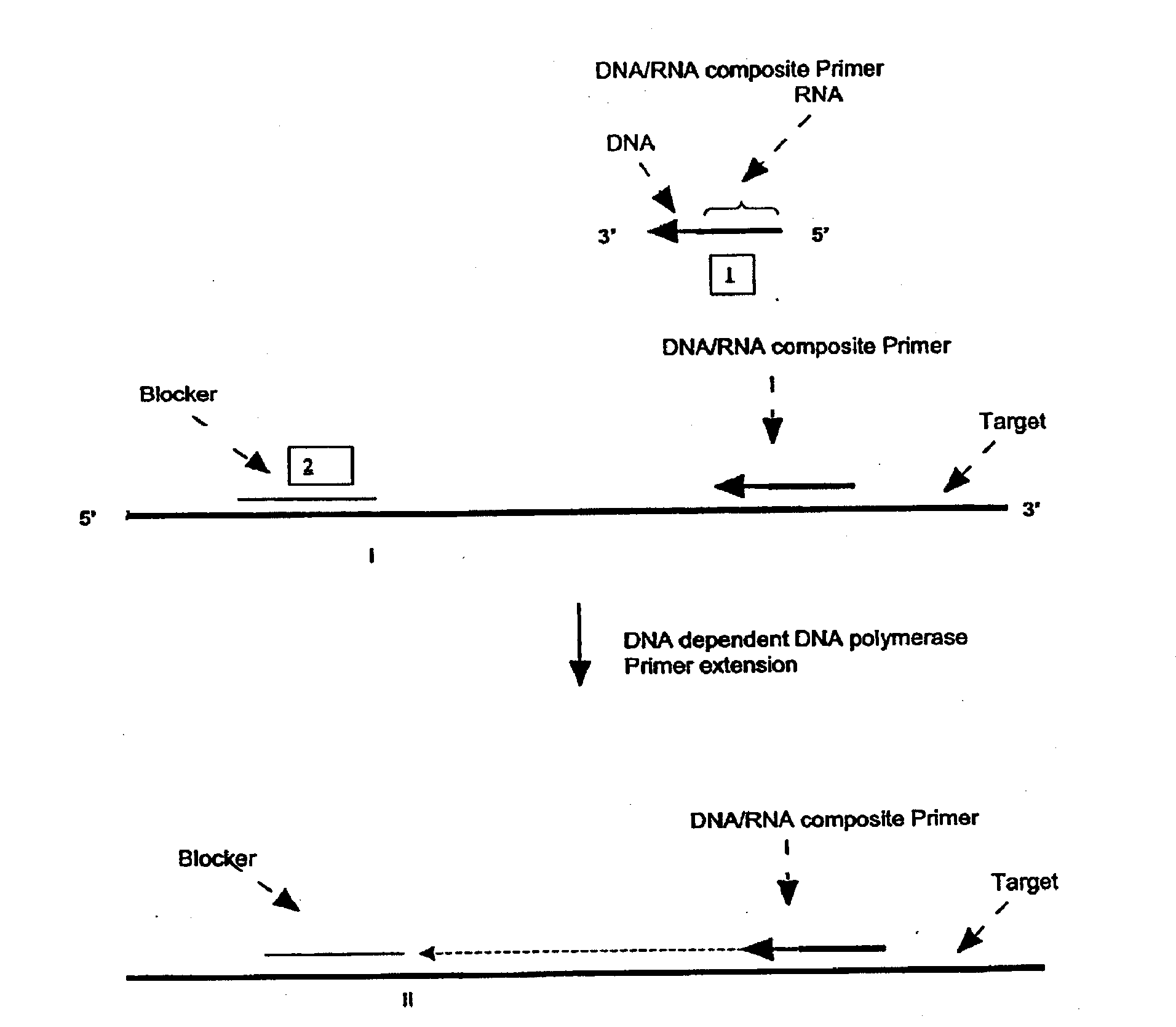 Methods And Compositions For Transcription-Based Nucleic Acid Amplification