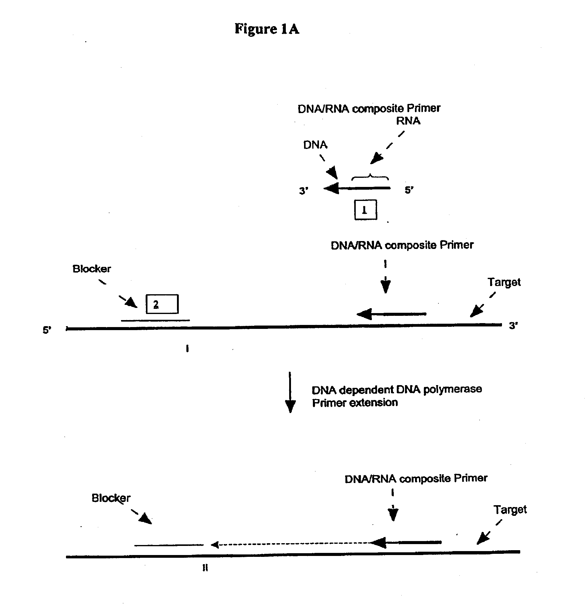 Methods And Compositions For Transcription-Based Nucleic Acid Amplification