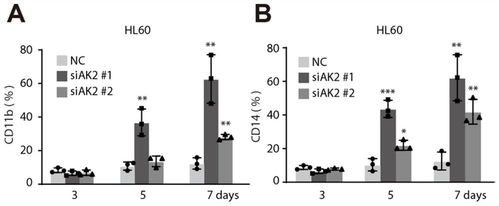 Application of AK2 gene in preparation of leukemia induced differentiation treatment medicine