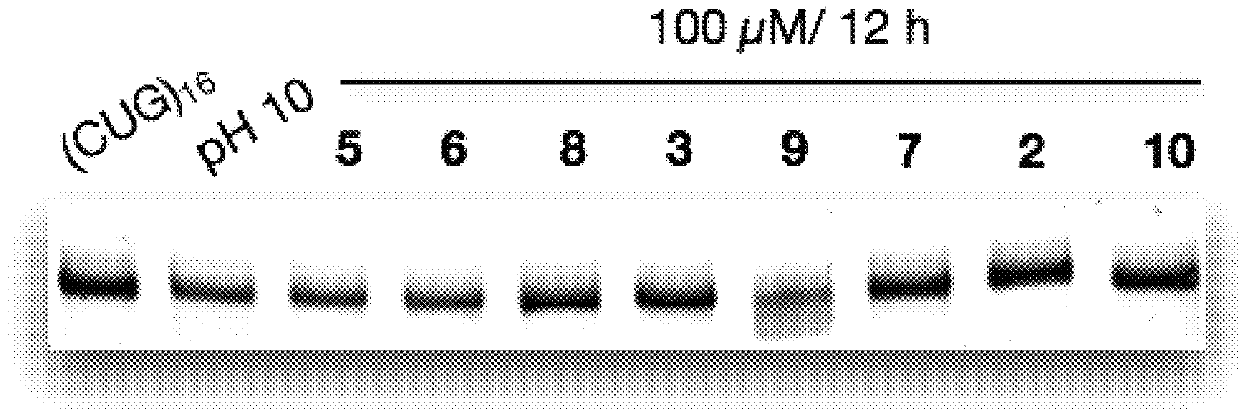 Compounds and methods for myotonic dystrophy therapy