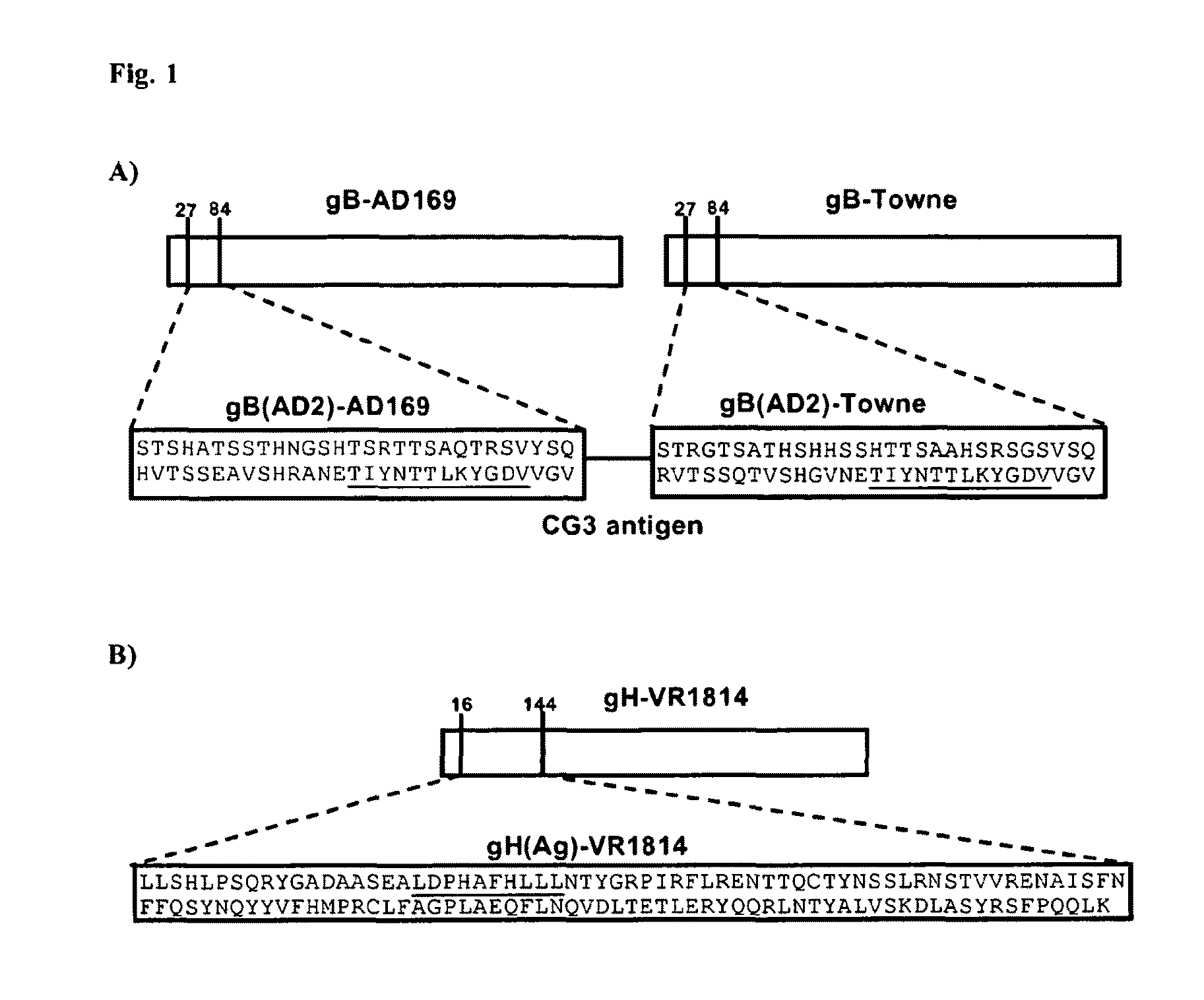 Antibodies against human cytimegalovirus (HCMV)