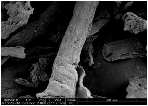 A method for grafting and modifying cellulose using supercritical carbon dioxide as a solvent