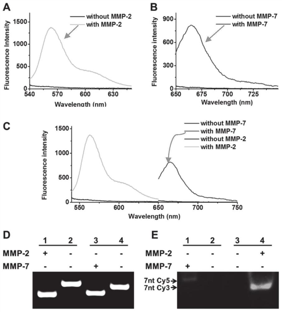 Biosensor for detecting matrix metalloproteinase and application of biosensor