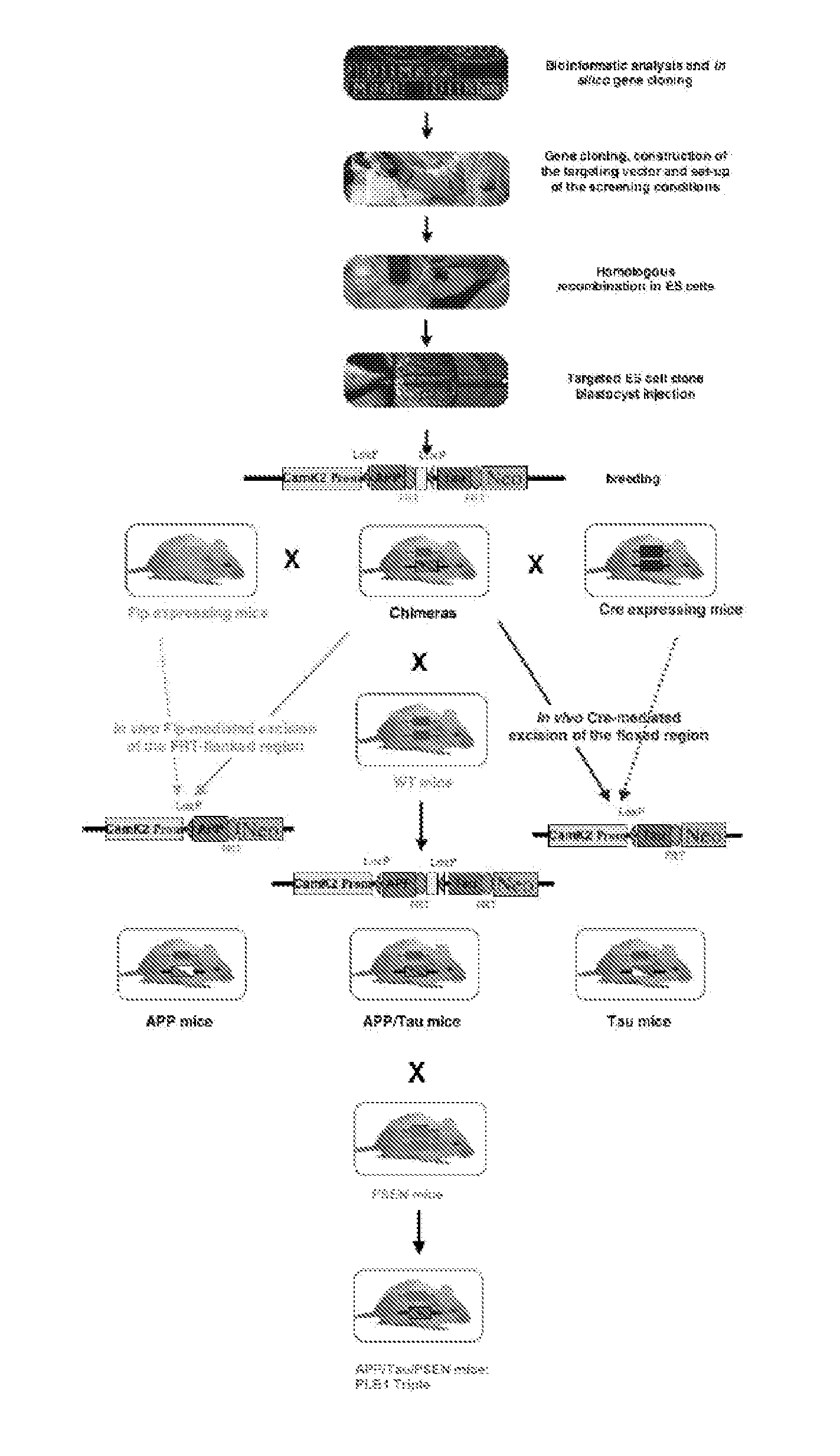 Animal model, and products and methods useful for the production thereof