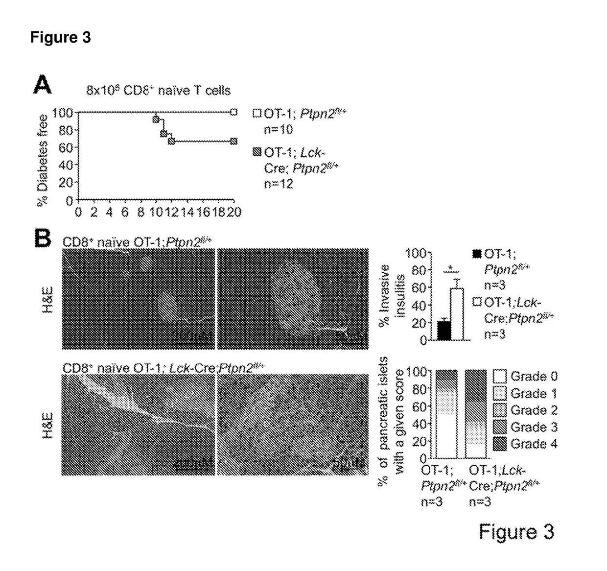 Method of producing leukocytes using ptpn2 inhibition for adoptive cell transfer