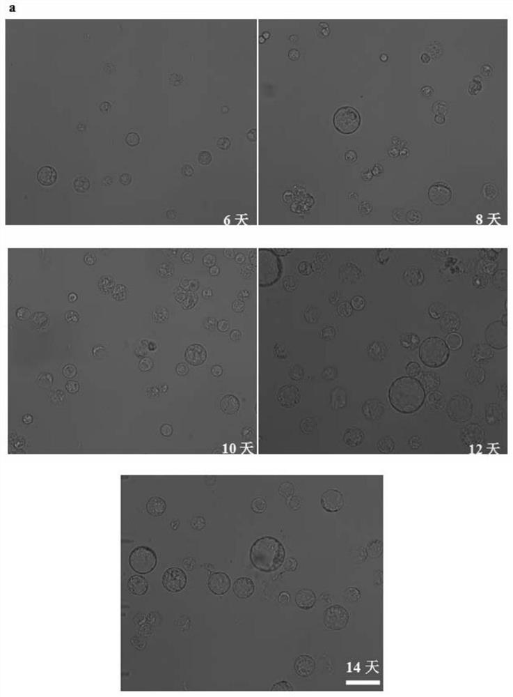 A promoter pro-biutnt that efficiently drives the stable expression of target genes in apple protoplast cells