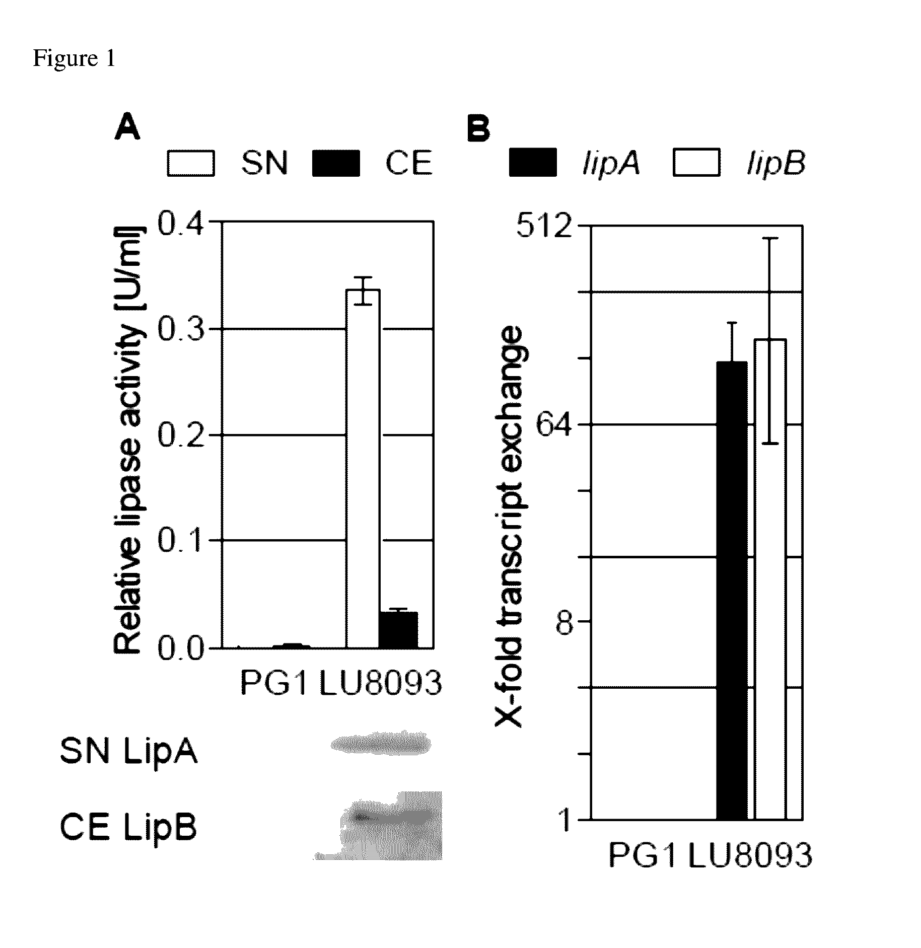 Nucleic acid molecules for increased protein production