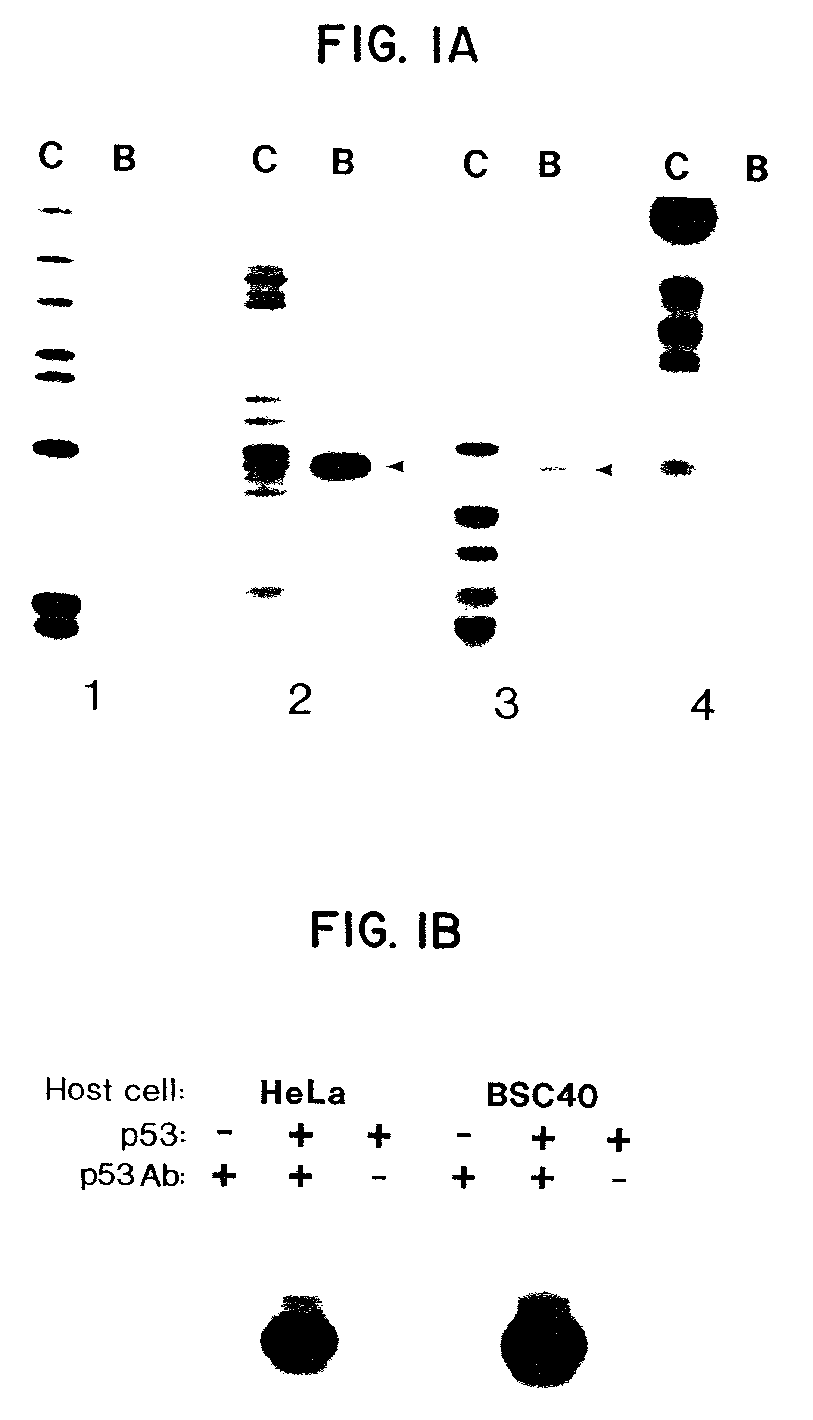 Sequence specific DNA binding by p53