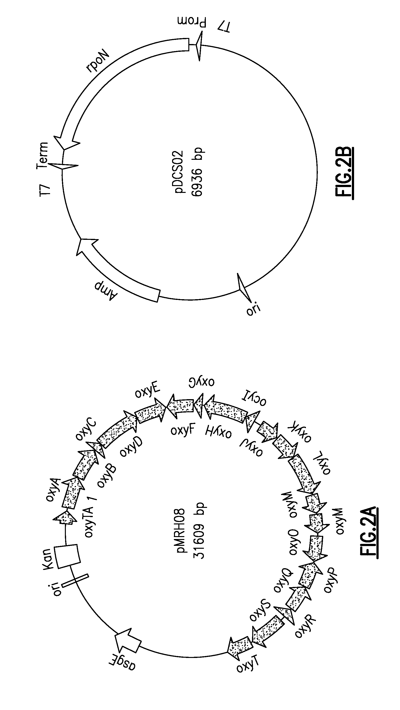 System and Method For the Heterologous Expression of Polyketide Synthase Gene Clusters