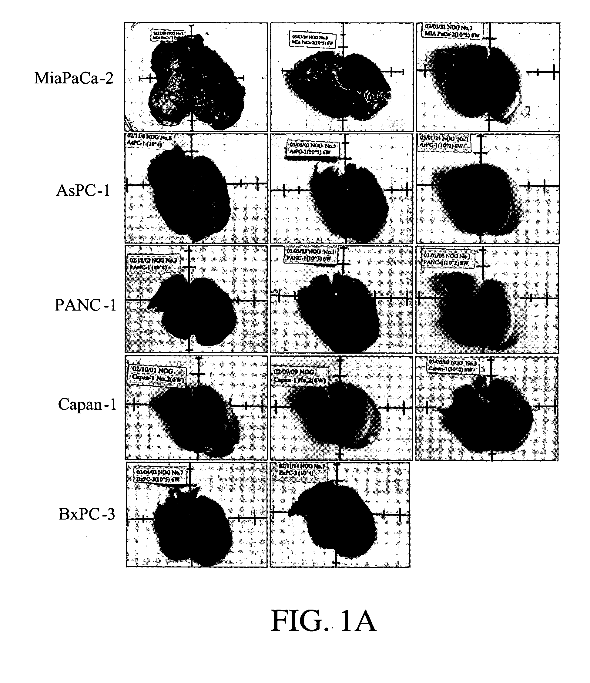 Animal model for the analysis of tumor metastasis