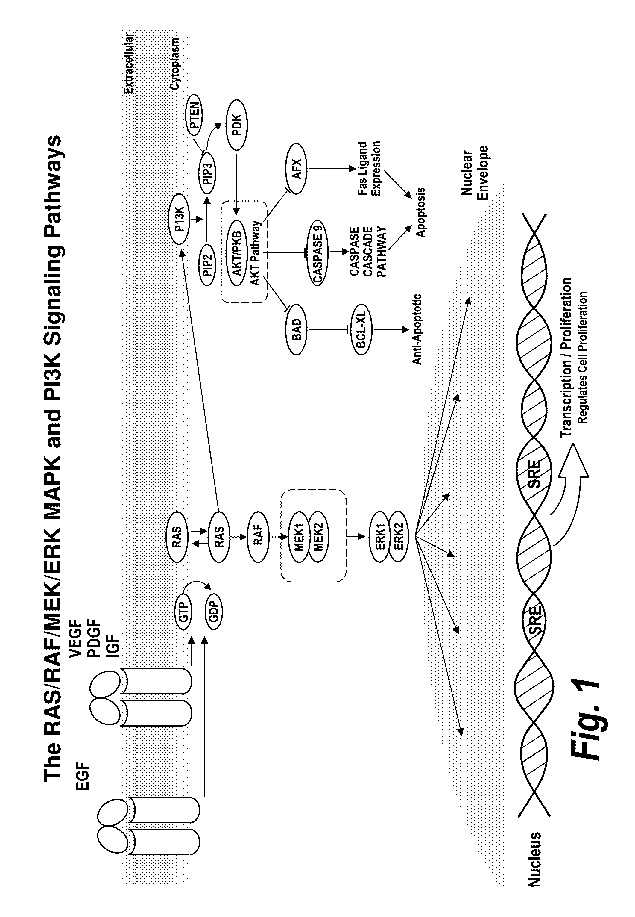 Methods for prognosing the ability of a zearalenone analog compound to treat cancer