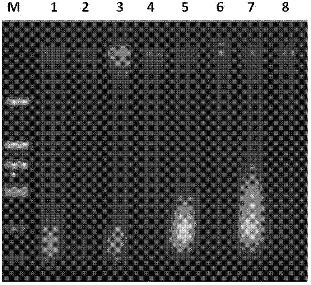 Method for detecting capra hircus horn ingredients in mixture and primers used in same