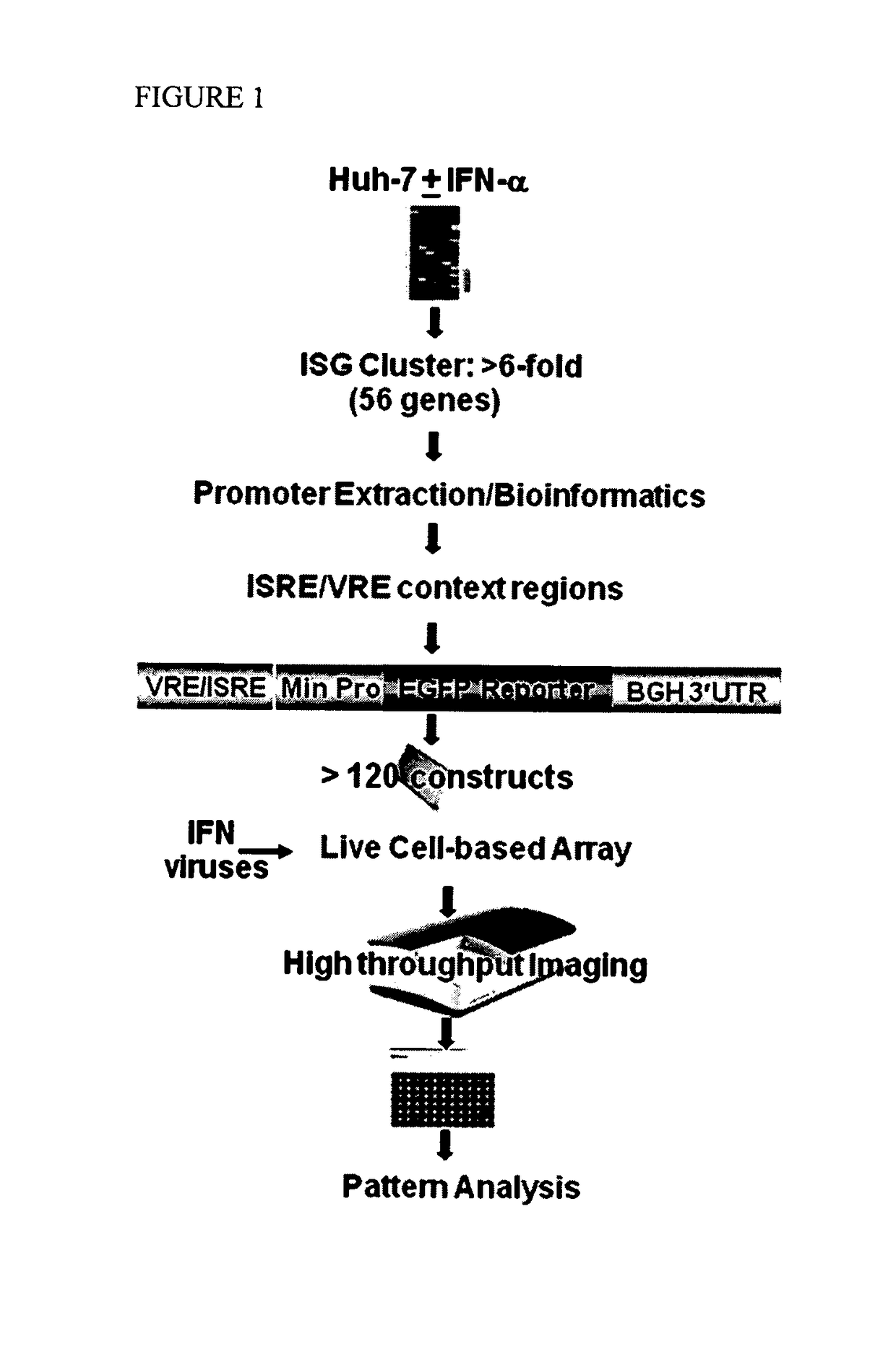 Multiple interferon and virus response element cell-based fluorescence system