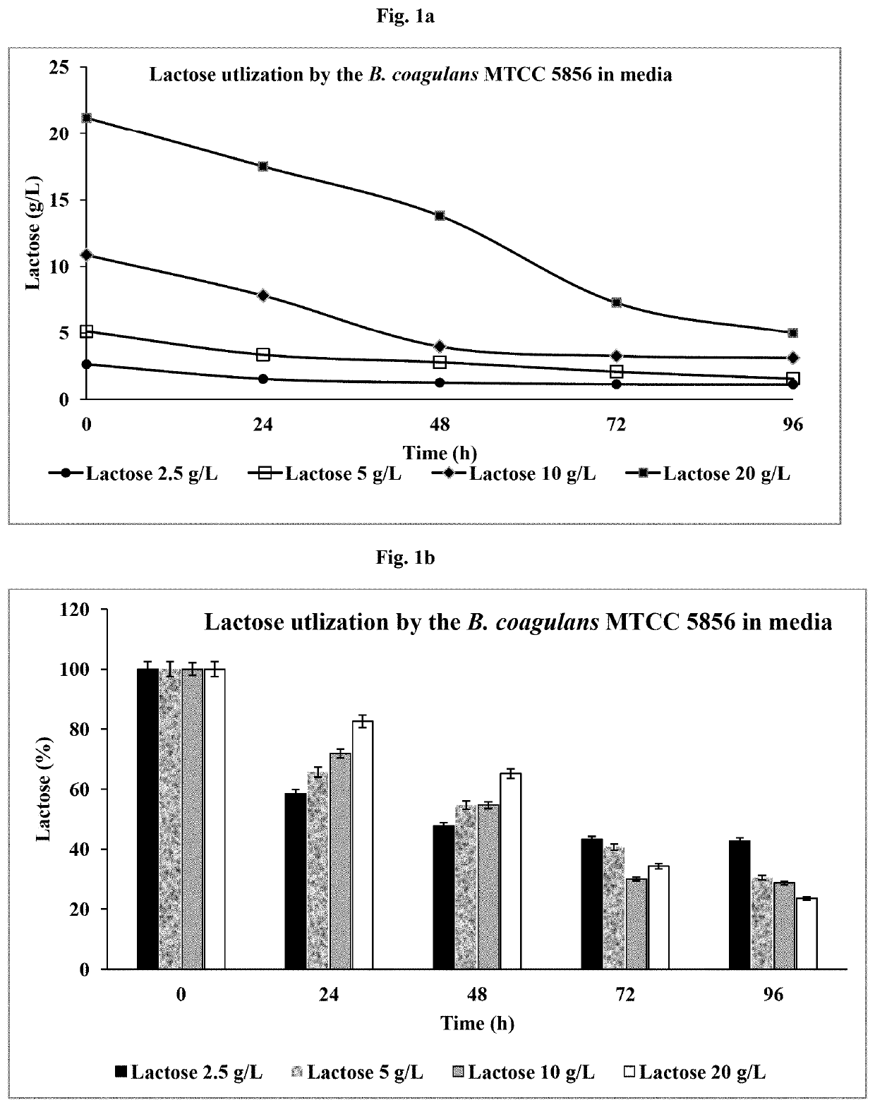 Stable probiotic composition for the management of lactose intolerance