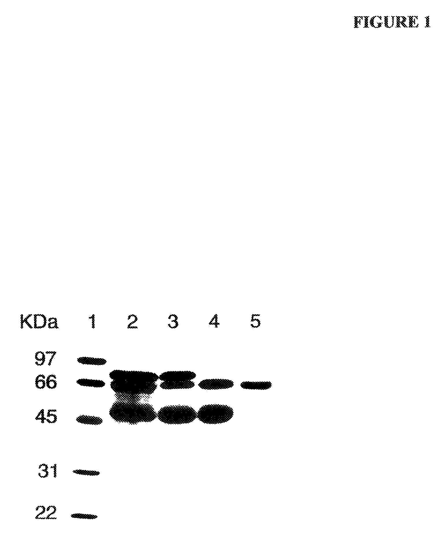 Compounds and compositions to control abnormal cell growth