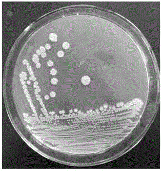 Bacillus amyloliquefaciens MBRC1 strain and application thereof