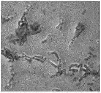 Bacillus amyloliquefaciens MBRC1 strain and application thereof