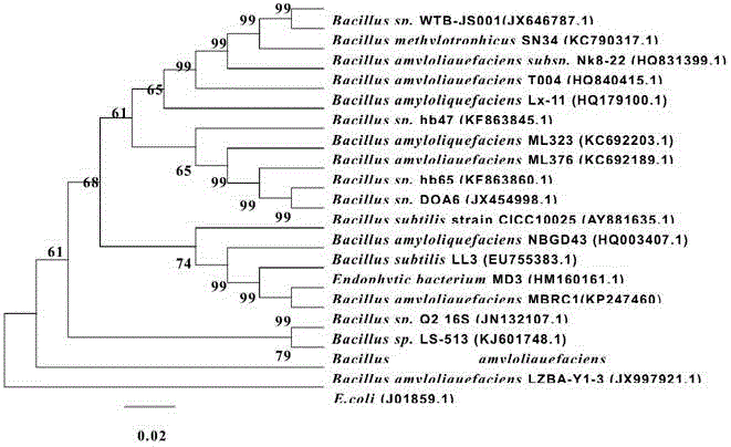 Bacillus amyloliquefaciens MBRC1 strain and application thereof