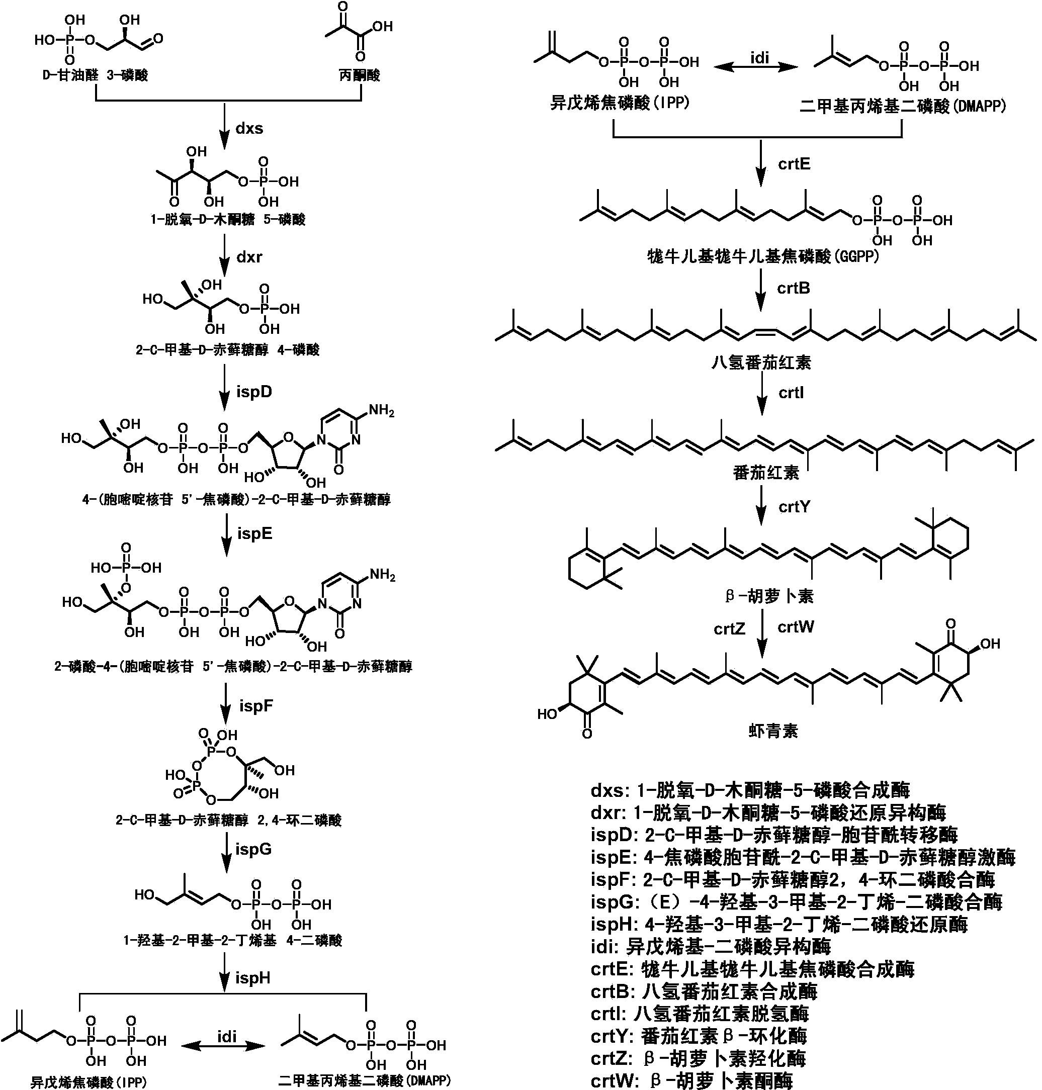 Astaxanthin synthetase of sphingomonas, encoding gene of astaxanthin synthetase and method for genetic manipulation of sphingomonas