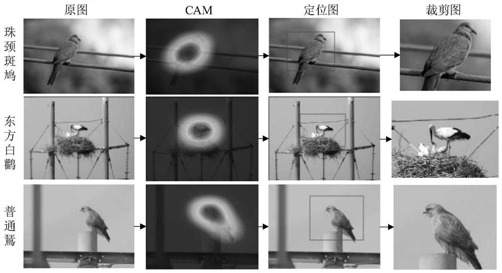 An image recognition method for bird species related to bird-related faults in transmission lines