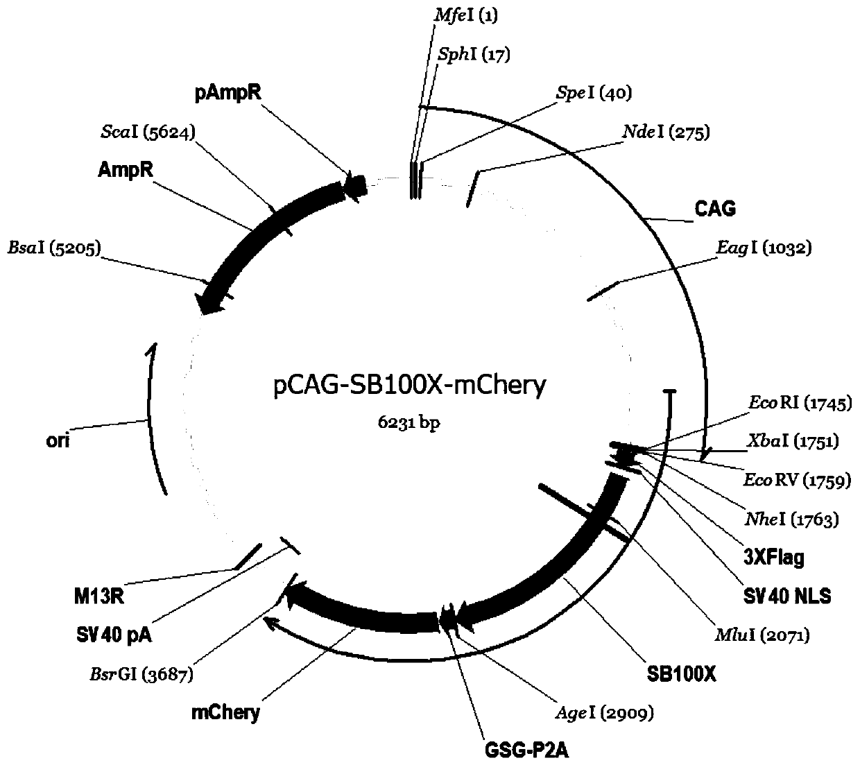 High-efficient accurate targeted gene integration system and application thereof