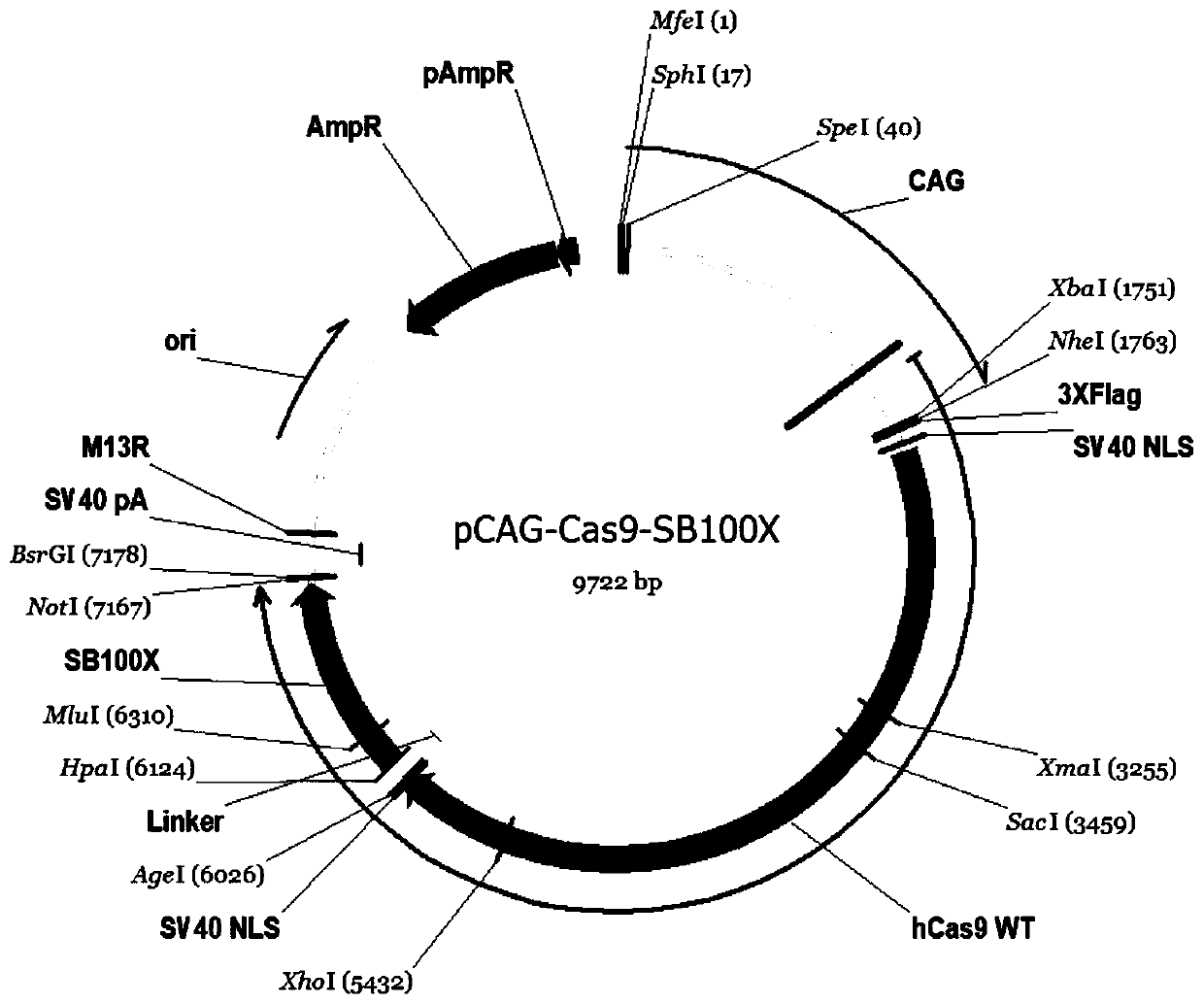 High-efficient accurate targeted gene integration system and application thereof