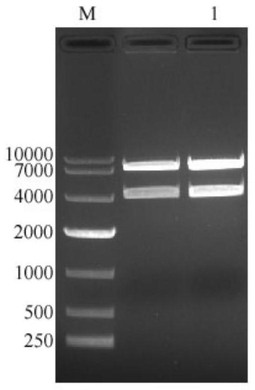 Subunit fusion protein mG on surface of rabies virus as well as preparation method and application of subunit fusion protein mG