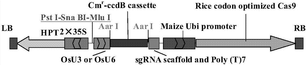 Application of OsGA3ox1 gene to rice male sterile strain line creation