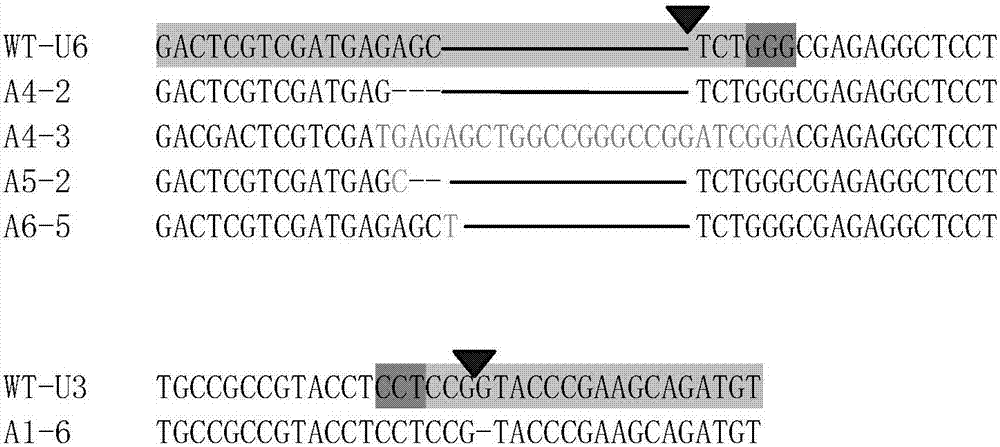 Application of OsGA3ox1 gene to rice male sterile strain line creation