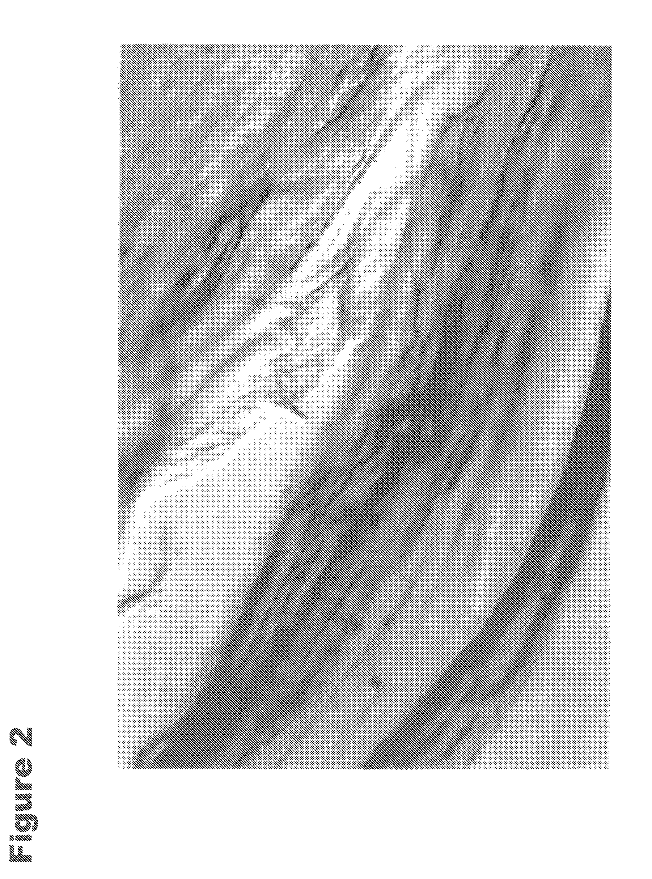Retorted Fish Compositions and Simulated Fish Compositions Comprising Structured Plant Protein Products