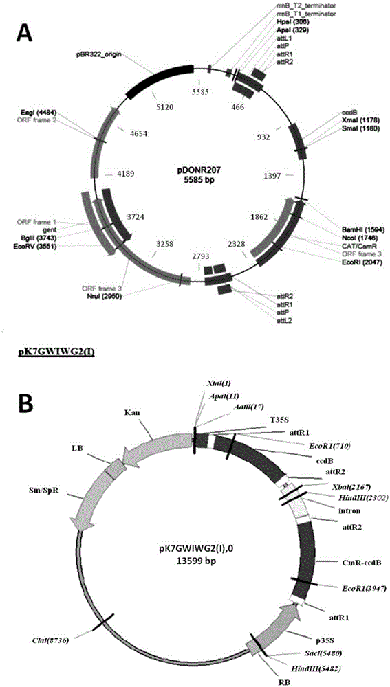 Verticillium dahliae phospholipase target gene fragment and interference vector and application thereof