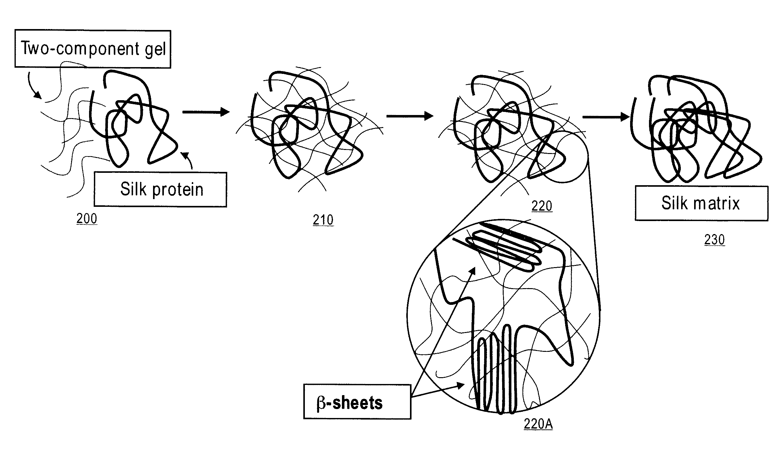 Methods and Compositions for Treating Tissue Using Silk Proteins