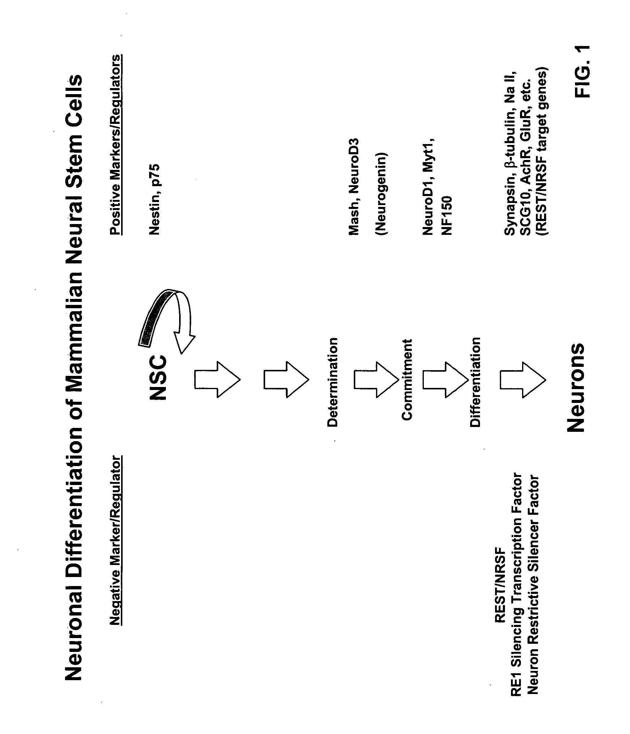 Methods and compositions related to neuronal differentiation