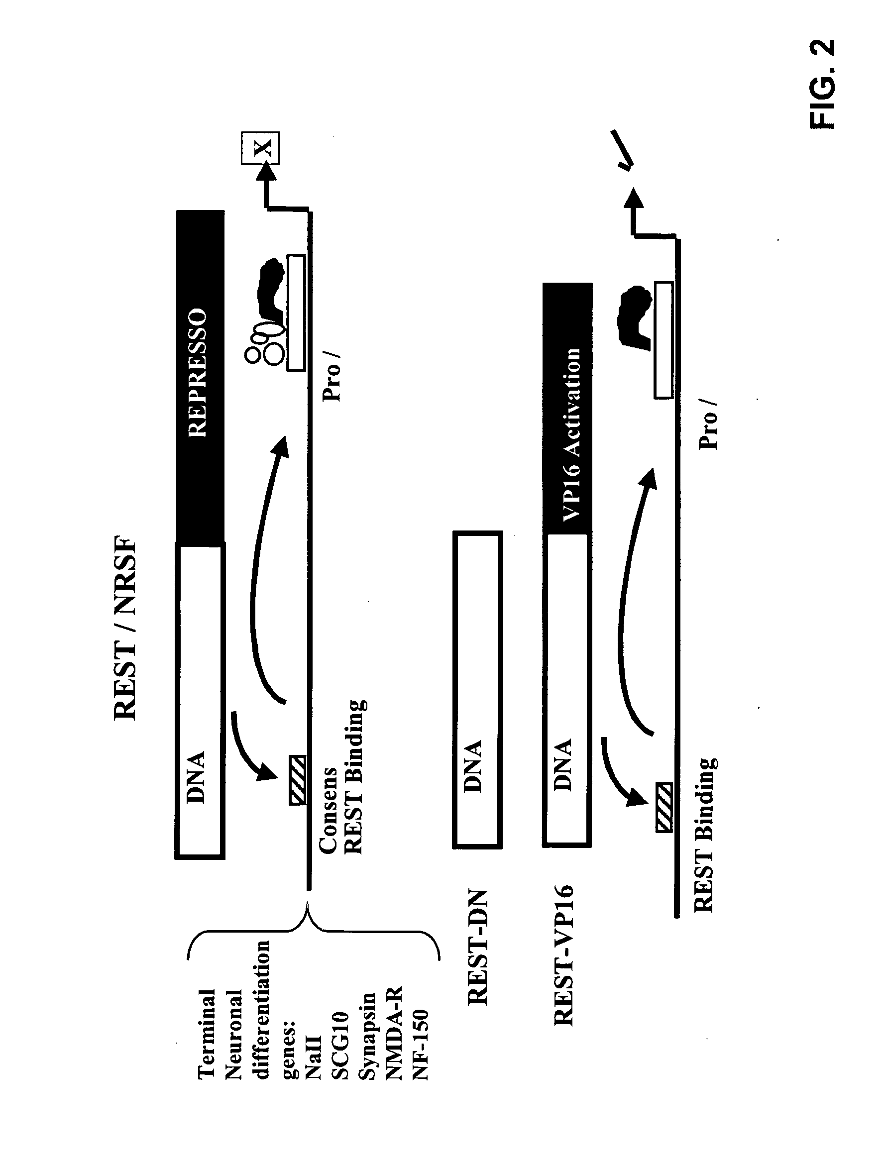 Methods and compositions related to neuronal differentiation