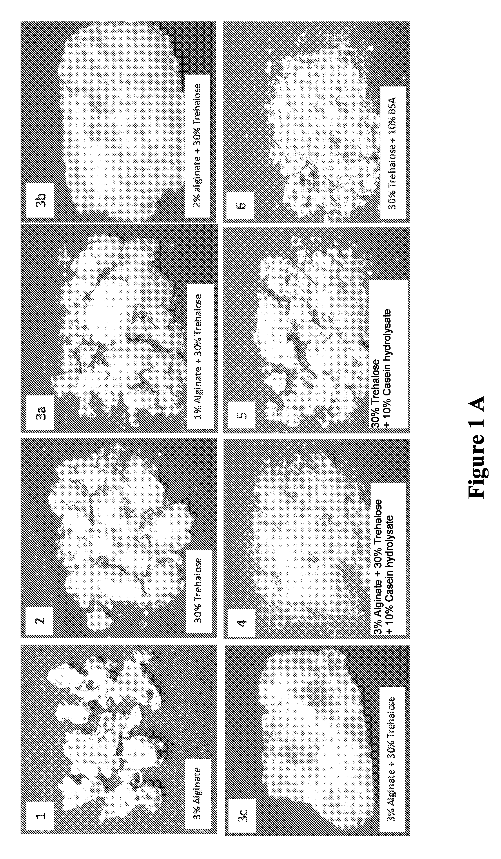 Dry glassy composition comprising a bioactive material