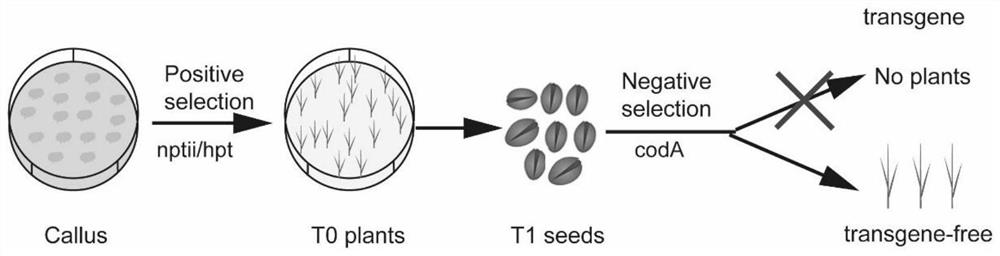 A method for rapid screening of non-transgenic site-directed mutation plants
