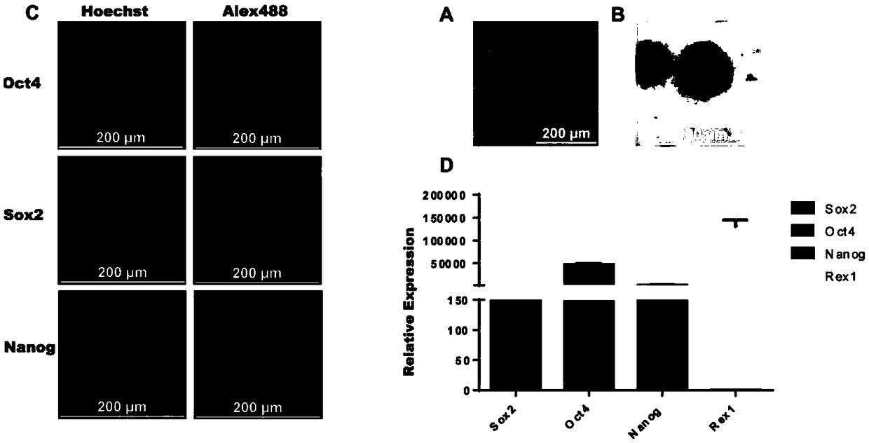 Unicellular fusion method for pig and mouse cells