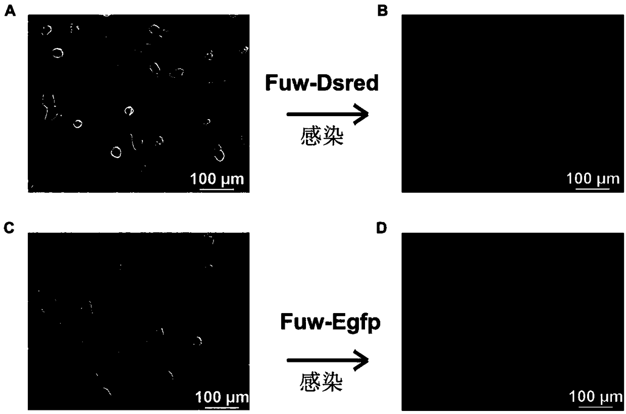 Unicellular fusion method for pig and mouse cells