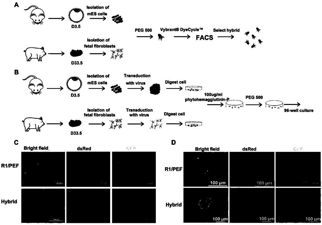 Unicellular fusion method for pig and mouse cells