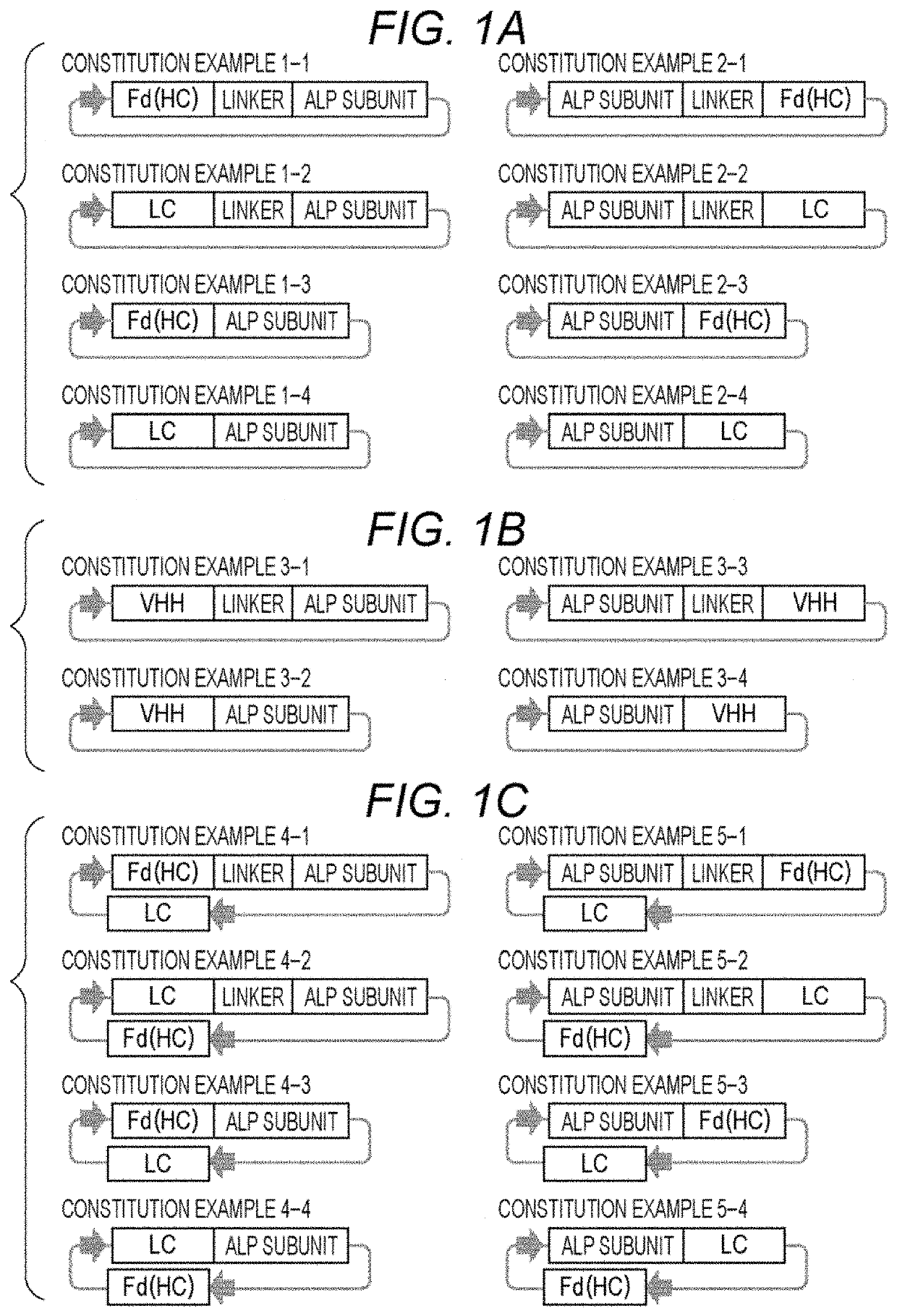 Alkaline phosphatase fusion antibody and method for producing the same, and immunoassay method