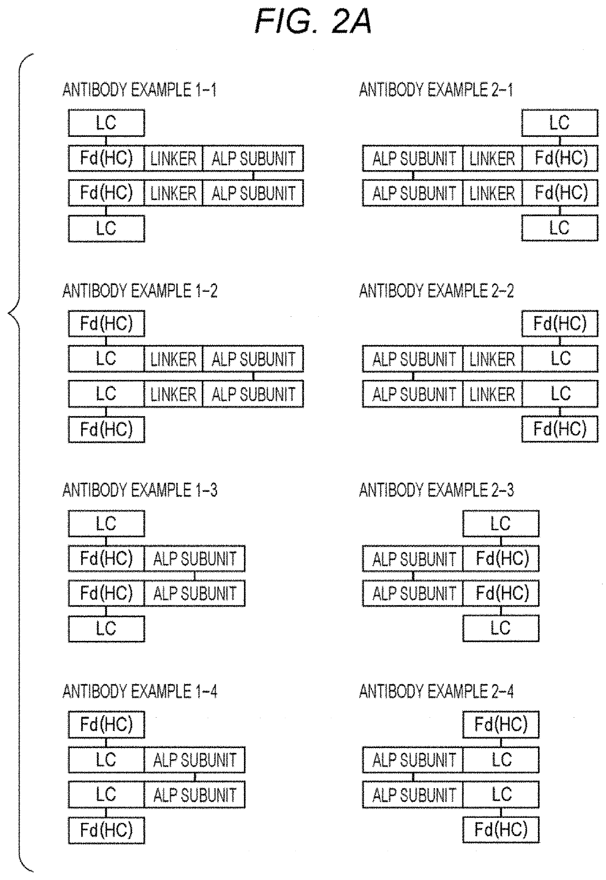 Alkaline phosphatase fusion antibody and method for producing the same, and immunoassay method