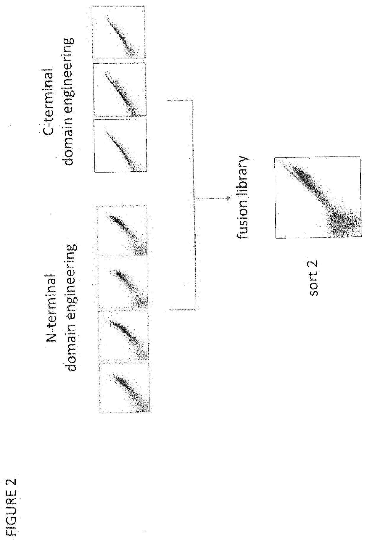 Cblb endonuclease variants, compositions, and methods of use