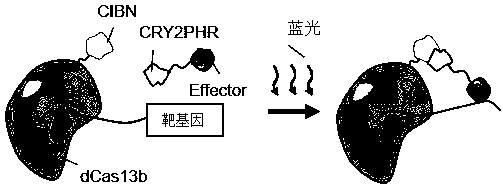 RNA editing system based on CRISPR-Cas13 and application of RNA editing system