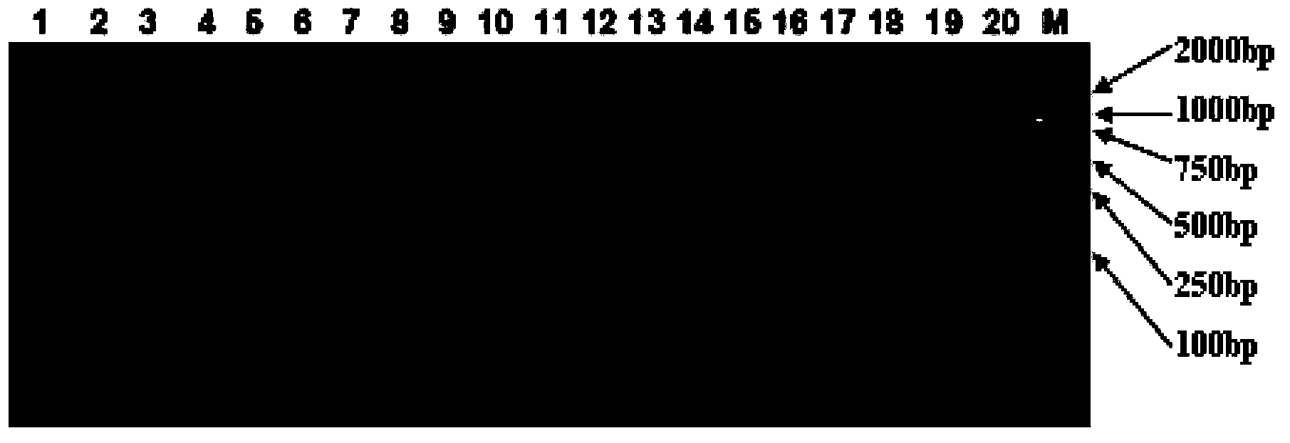 Rice blast resistance gene Pi-d2 functional molecular marker, exclusive primer sequence thereof, and application thereof