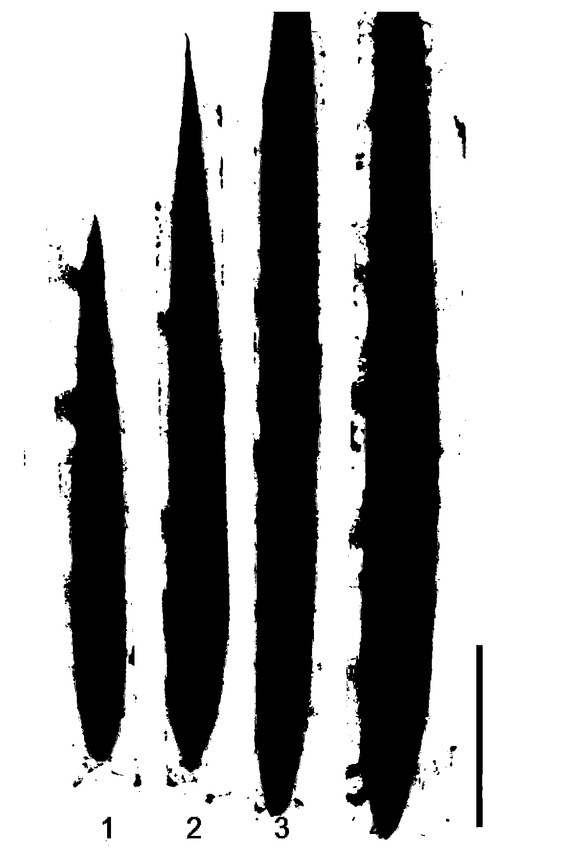 Rice blast resistance gene Pi-d2 functional molecular marker, exclusive primer sequence thereof, and application thereof